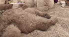 오늘자 동물농장 차우차우 가족의 모래찜질ㅋㅋㅋㅋㅋㅋ - 인스티즈(instiz) 이슈 카테고리 오늘자 동물농장 차우차우 가족의... 