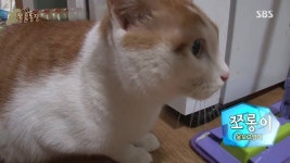[동물농장] 할말 다 하고 사는 수다쟁이 고양이 쪼롱이ㅋㅋㅋㅋ.jpg - 인스티즈(instiz) 이슈 카테고리 [동물농장]  할말 다 하고 사는... 