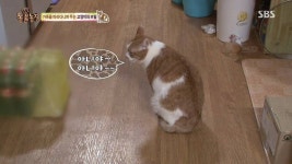 [동물농장] 할말 다 하고 사는 수다쟁이 고양이 쪼롱이ㅋㅋㅋㅋ.jpg - 인스티즈(instiz) 이슈 카테고리 [동물농장]  할말 다 하고 사는... 