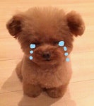 강아지 키우는사람들 공감하는것 - 인스티즈(instiz) 이슈 카테고리 강아지 키우는사람들 공감하는것