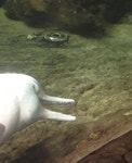 시룸주의) 머리가 잘린 죽은 물고기로 자위하는 돌고래...gif...(돌고래 성기적나라주의) - 인스티즈(instiz) 이슈 카테고리 시룸주의) 머리가... 