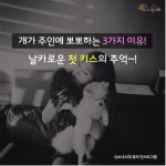 강아지가 뽀뽀 하는이유 - 인스티즈(instiz) 이슈 카테고리