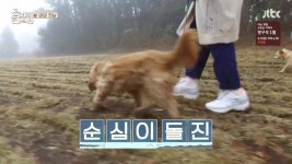 [효리네민박2] 구아나 모카 순심이 산책시키는 효리윤아 - 인스티즈... 이슈 카테고리 [효리네민박2] 구아나 모카 순심이 산책시키는 효리윤아