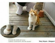 벌에 쏘인 고양이 - 인스티즈(instiz) 이슈 카테고리 벌에 쏘인 고양이