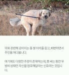 강아지가 똥을 싸기 전에 도는 이유는? - 인스티즈(instiz) 이슈 카테고리 강아지가 똥을 싸기 전에 도는 이유는?