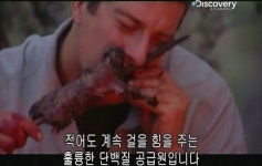 베어그릴스의 스컹크 맛 표현 - 인스티즈(instiz) 이슈 카테고리 베어그릴스의 스컹크 맛 표현