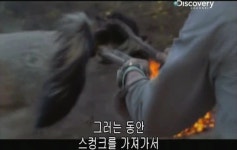 베어그릴스의 스컹크 맛 표현 - 인스티즈(instiz) 이슈 카테고리 베어그릴스의 스컹크 맛 표현