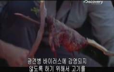 베어그릴스의 스컹크 맛 표현 - 인스티즈(instiz) 이슈 카테고리 베어그릴스의 스컹크 맛 표현