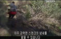 베어그릴스의 스컹크 맛 표현 - 인스티즈(instiz) 이슈 카테고리 베어그릴스의 스컹크 맛 표현