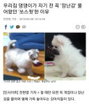 우리집 댕댕이가 자기 전 꼭 장난감 물어왔던 쏘스윗한 이유 - 인스티즈(instiz) 이슈 카테고리 우리집 댕댕이가 자기 전 꼭 장난감... 