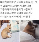 대굴빡이 사람머리수준인 웰시코기.jpg - 인스티즈(instiz) 이슈 카테고리 대굴빡이 사람머리수준인 웰시코기.jpg