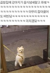 곱창집 냄새맡은 강아지.jpg - 인스티즈(instiz) 이슈 카테고리 곱창집 냄새맡은 강아지.jpg