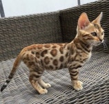 뱅갈 냥이🐱 - 인스티즈(instiz) 이슈 카테고리 뱅갈 냥이🐱