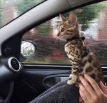 뱅갈 냥이🐱 - 인스티즈(instiz) 이슈 카테고리 뱅갈 냥이🐱