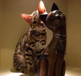 뱅갈 냥이🐱 - 인스티즈(instiz) 이슈 카테고리 뱅갈 냥이🐱