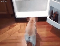 개팔자가 상팔자.gif - 인스티즈(instiz, 音思提资) 인티포털 [인티포털] 개팔자가 상팔자.gif