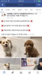 안락사 명단인 귀여운 강아지 고양이들에게 관심을 가져 줘! - 인스티즈(instiz) 이슈 카테고리 안락사 명단인 귀여운 강아지 고양이들에게... 