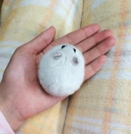 동글동글..동그란 생명체들.jpg - 인스티즈(instiz) 이슈 카테고리 동글동글..동그란 생명체들.jpg