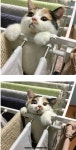 고양이 말리는법 - 인스티즈(instiz) 이슈 카테고리
