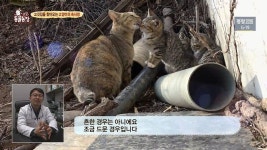 [TV동물농장] 삼겹살 물고가는 길냥이 신자.jpg - 인스티즈(instiz) 이슈 카테고리 [TV동물농장] 삼겹살 물고가는 길냥이 신자.jpg