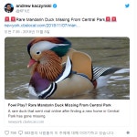 요즘 센트럴파크에서 인기 많던 아시아 원앙 실종됬다고 함.jpg - 인스티즈(instiz) 이슈 카테고리 요즘 센트럴파크에서 인기 많던 아시아... 