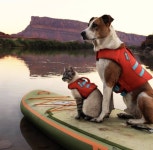 강아지와 고양이의 함께한 여행길 - 인스티즈(instiz) 이슈 카테고리 강아지와 고양이의 함께한 여행길