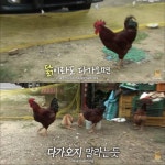 [TV동물농장] 목이 굽어버린 동생을 지키는 거위 - 인스티즈(instiz) 이슈 카테고리 [TV동물농장] 목이 굽어버린 동생을 지키는 거위