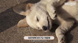 [동물농장] 심심한 댕댕이랑 놀아주는 동농 제작진ㅋㅋㅋ - 인스티즈... 이슈 카테고리 [동물농장] 심심한 댕댕이랑 놀아주는 동농 제작진ㅋㅋㅋ