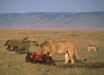 동물프로그램에서 이상하게 이장면 난감이였음 (혐오주의)... (instiz) 이슈 카테고리 동물프로그램에서 이상하게 이장면 난감이였음 (혐오주의)