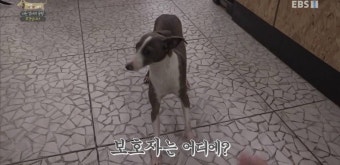 [세상에나쁜개는없다] '나는 강아지 공장 모견입니다” 그 이후, 모견을 입양한 설채현 전문가 - 인스티즈(instiz) 이슈 카테고리