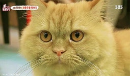 어떻게 나눠도 외롭지 않은 위너 - 인스티즈(instiz) 이슈 카테고리 어떻게 나눠도 외롭지 않은 위너