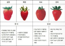 국내 딸기 품종 설향의 위엄 - 인스티즈(instiz) 이슈 카테고리 국내 딸기 품종 설향의 위엄