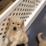 심장을폭행하는 인절미댕댕이들 - 인스티즈(instiz) 이슈 카테고리 심장을폭행하는 인절미댕댕이들