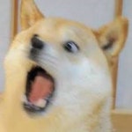 시바견과 사나의 싱크로율 - 인스티즈(instiz, 音思提资) 인티포털 [인티포털] 시바견과 사나의 싱크로율