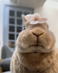 토끼 오물오물 근접샷.gif - 인스티즈(instiz) 이슈 카테고리