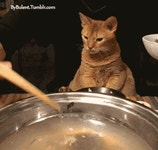 고양이 능욕하기.gif - 인스티즈(instiz) 이슈 카테고리