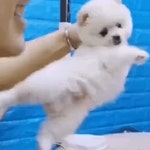미용이 하기 싫은 강아지 gif - 인스티즈(instiz) 이슈 카테고리 미용이 하기 싫은 강아지 gif