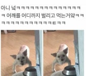 야 우리 댕댕 밥 왜 이러고 먹니? - 인스티즈(instiz) 이슈 카테고리 야 우리 댕댕 밥 왜 이러고 먹니?