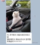 안전벨트를 한 댕댕이들.jpg - 인스티즈(instiz) 이슈 카테고리 안전벨트를 한 댕댕이들.jpg