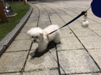 강아지가 산책할 때 자꾸 돌을 물고다녀 - 인스티즈(instiz) 이슈 카테고리 강아지가 산책할 때 자꾸 돌을 물고다녀
