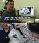 세상에 이런일이 나온 강아지 나이 - 인스티즈(instiz) 이슈 카테고리 세상에 이런일이 나온 강아지 나이