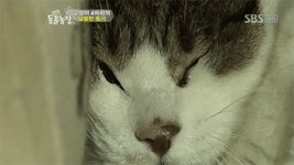 왕따당해서 서럽게 우는 고양이.GIF - 인스티즈(instiz) 이슈 카테고리 왕따당해서 서럽게 우는 고양이.GIF