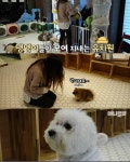 댕댕이 유치원.jpg - 인스티즈(instiz) 이슈 카테고리