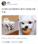 인간들이 귤 먹을때마다 울어서 댕댕귤 만들어줌 - 인스티즈(instiz) 이슈 카테고리 인간들이 귤 먹을때마다 울어서 댕댕귤 만들어줌