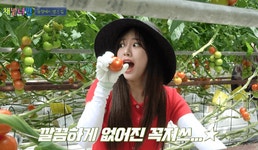 농장으로 토마토 따러 떠난 프로미스나인 멤버들! - 인스티즈(instiz) 이슈 카테고리 농장으로 토마토 따러 떠난 프로미스나인 멤버들!