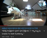 현재 본방 끝나고 호돌이 / 시청자 우롱 으로 논란 중인 동물농장... 카테고리 현재 본방 끝나고 호돌이 / 시청자 우롱 으로 논란 중인 동물농장