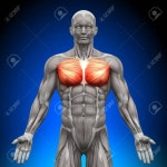 가장 멋지다고 생각하는 근육은? - 인스티즈(instiz) 이슈 카테고리 가장 멋지다고 생각하는 근육은?