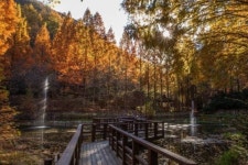 가을에도 아름다운 대전의 허파, 장태산 자연휴양림 - 인스티즈(instiz) 이슈 카테고리