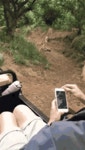 사자 무리 사이를 지나가는 벌꿀오소리들.gif - 인스티즈(instiz) 이슈 카테고리