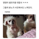 댕댕이 미용 대참사 - 인스티즈(instiz) 이슈 카테고리 댕댕이 미용 대참사